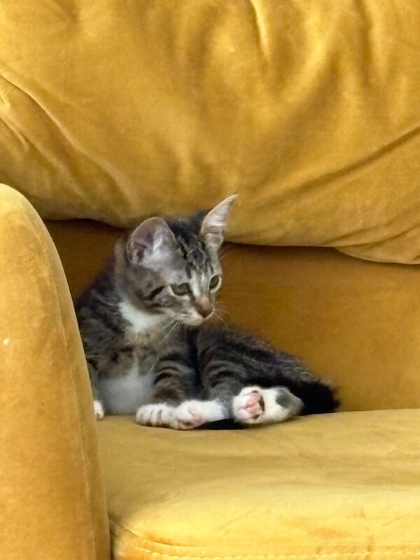 Kitten for sale in Salford, Greater Manchester