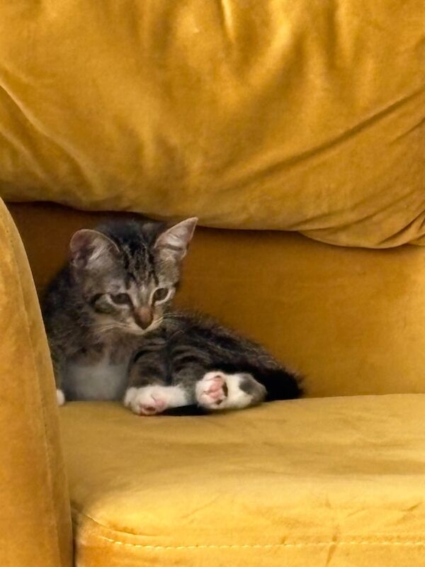 Kitten for sale in Salford, Greater Manchester | Image 2