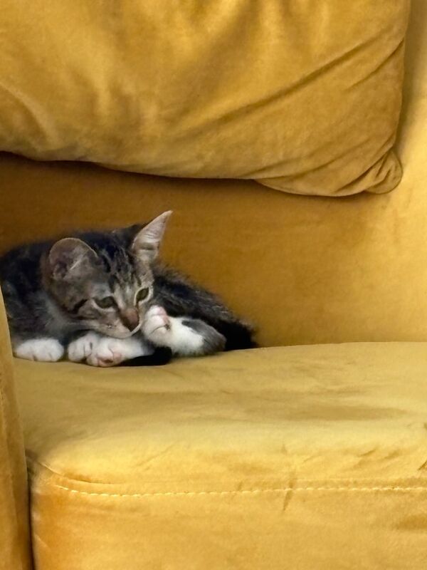 Kitten for sale in Salford, Greater Manchester | Image 3