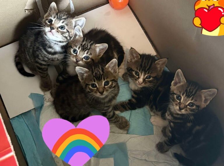 kitten for sale in Radcliffe, Greater Manchester