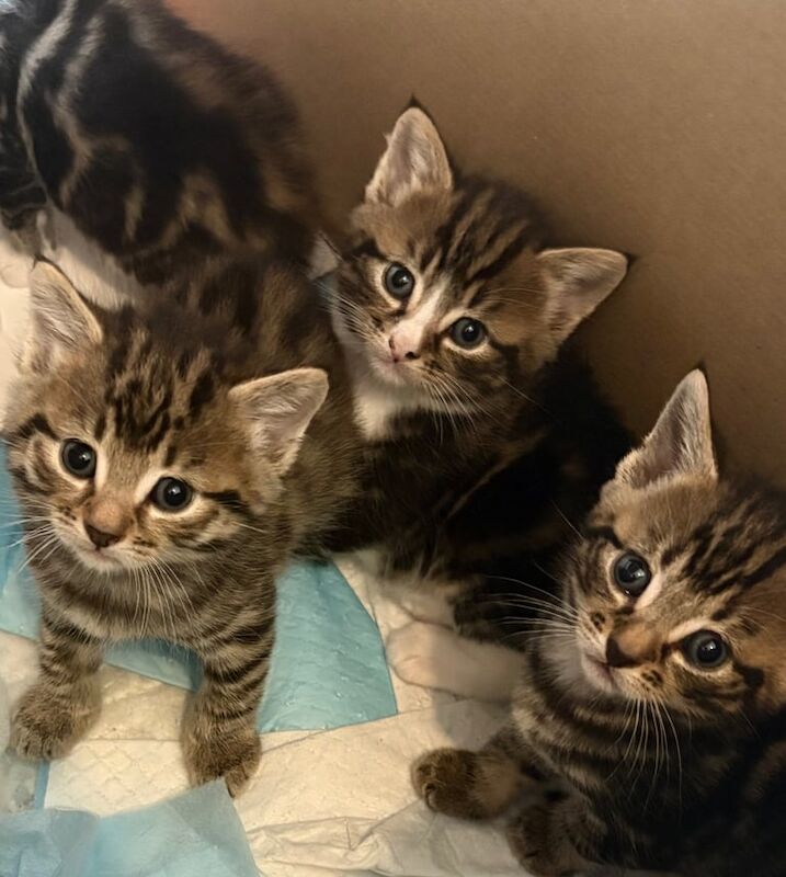 kitten for sale in Radcliffe, Greater Manchester | Image 2