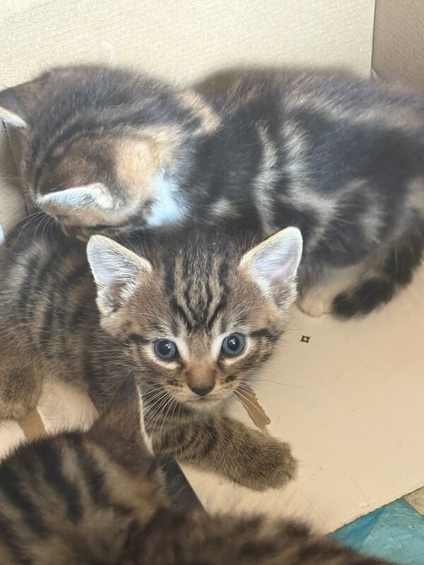 kitten for sale in Radcliffe, Greater Manchester | Image 3