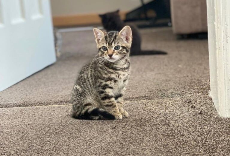 Bengal kittens for sale in Hungerford, Berkshire – 4 months old