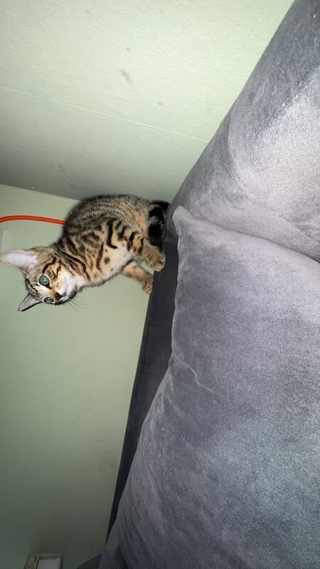 Bengal kittens for sale in Hungerford, Berkshire – 4 months old - Image 2 of 3