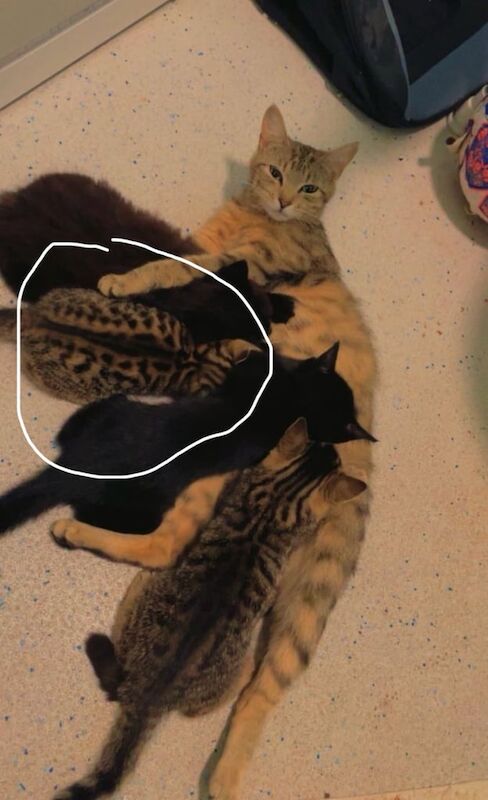 Bengal kittens for sale in Hungerford, Berkshire – 4 months old - Image 3 of 3