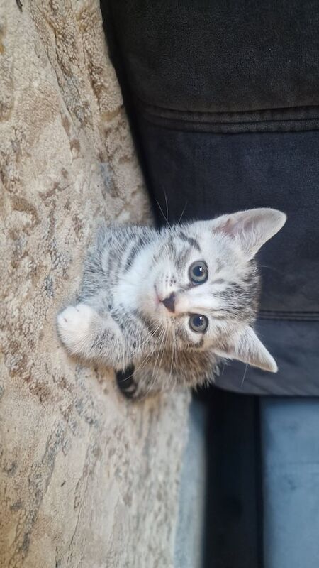Bengal kittens for sale in Leeds, West Yorkshire – 8 weeks old