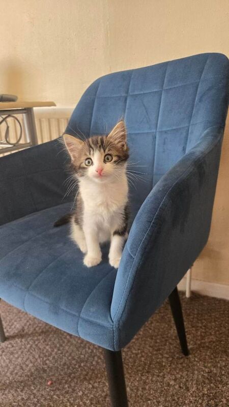 Kitten for sale