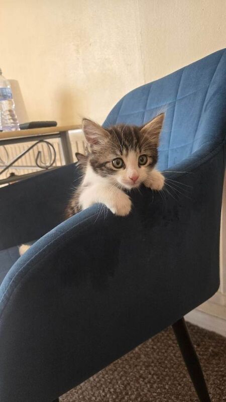 Kitten for sale - Image 2 of 5