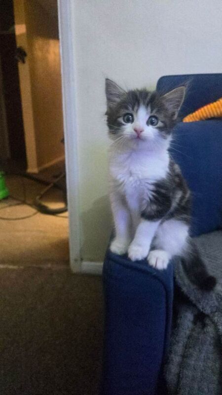 Kitten for sale - Image 3 of 5