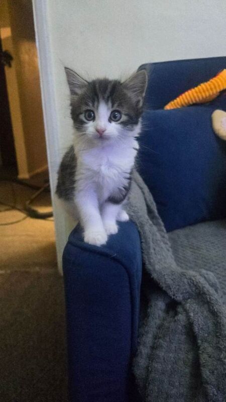 Kitten for sale - Image 4 of 5