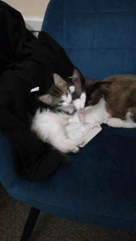 Kitten for sale - Image 5 of 5