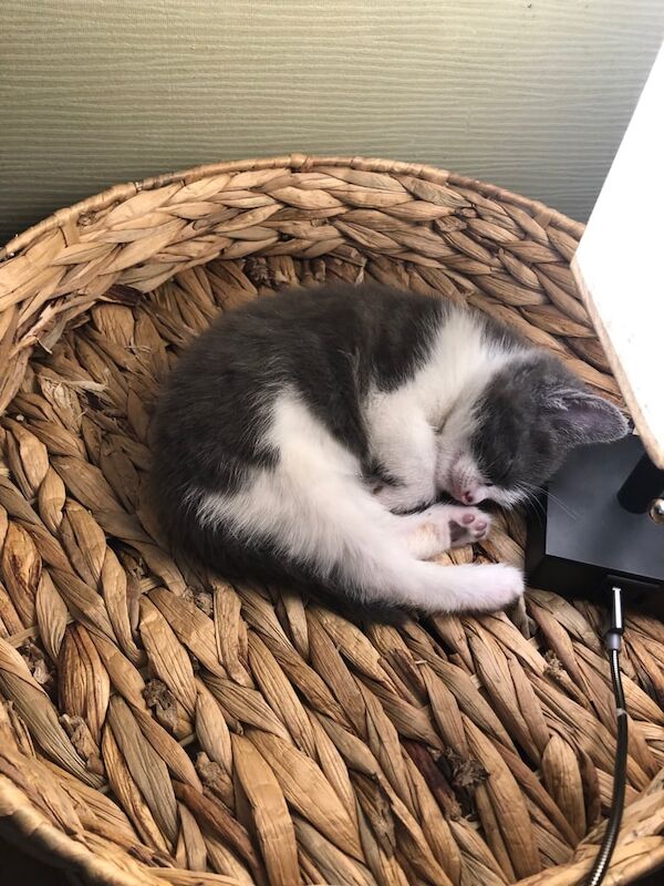 Kitten for sale (boy) £80 for sale in Cheadle, Greater Manchester