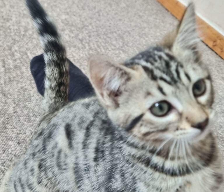 Kitten looking for loving home