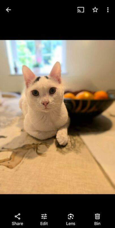 Kitten wanted for sale in Launceston, Cornwall