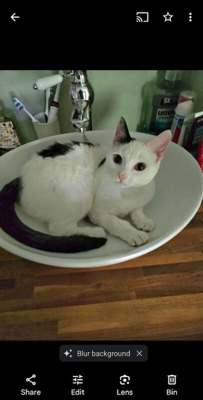 Kitten wanted for sale in Launceston, Cornwall | Image 3