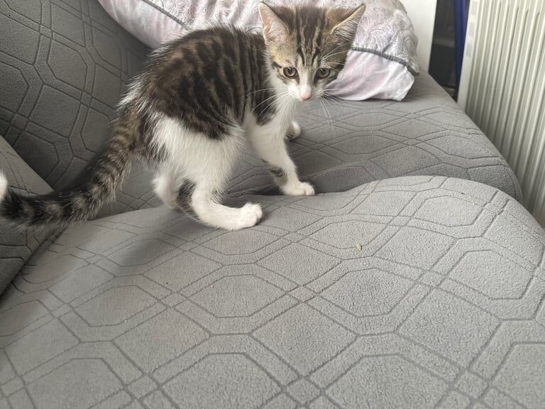 Bengal kittens for sale in Kearsley, Greater Manchester – 10 weeks old