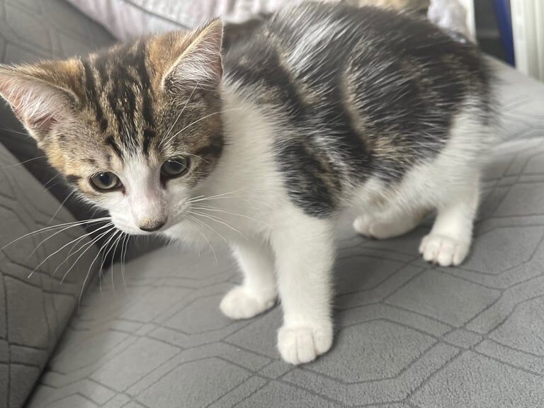 Bengal kittens for sale in Kearsley, Greater Manchester – 10 weeks old - Image 2 of 3
