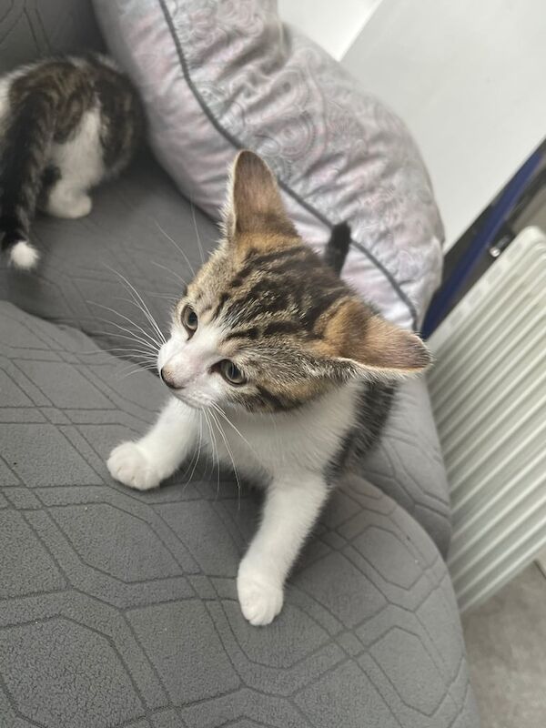 Bengal kittens for sale in Kearsley, Greater Manchester – 10 weeks old - Image 3 of 3