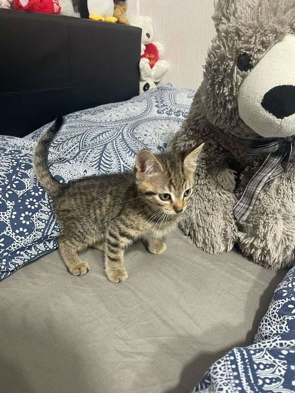 Kittens for sale in Moseley, West Midlands
