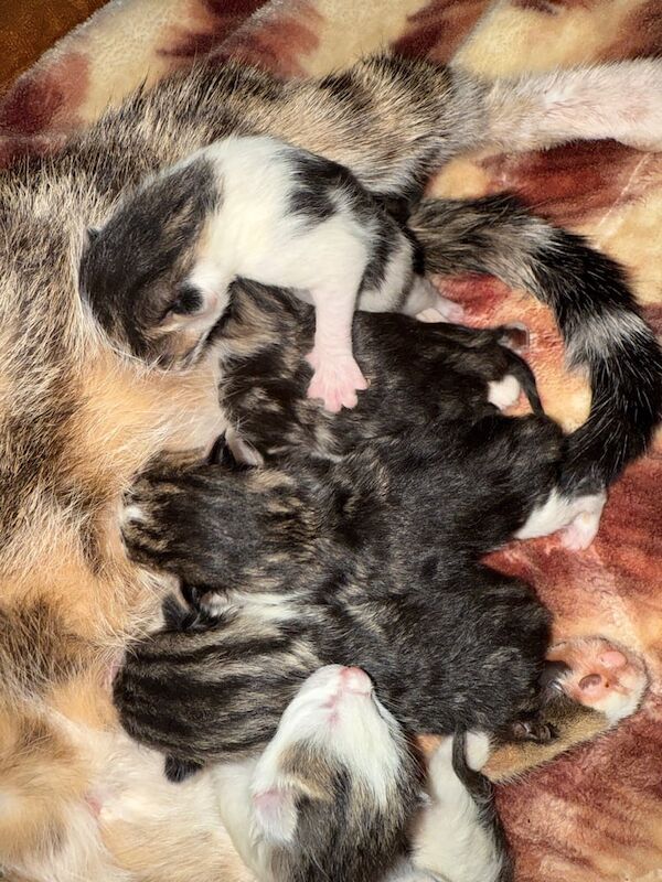 Kittens for sale in Peterlee, Durham