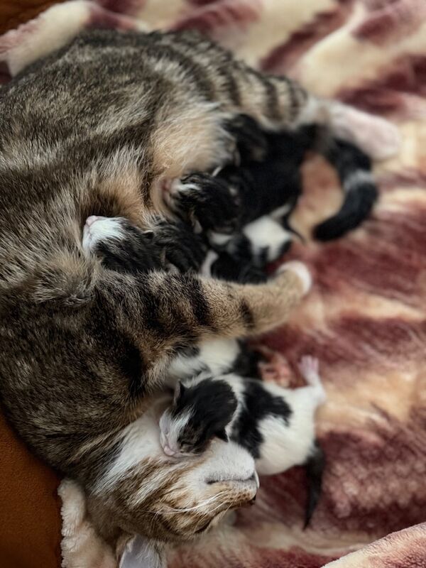 Kittens for sale in Peterlee, Durham | Image 2