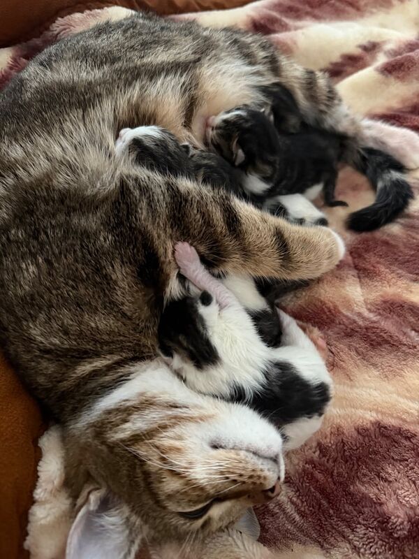 Kittens for sale in Peterlee, Durham | Image 3