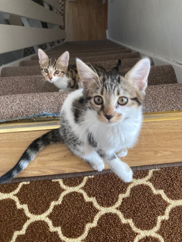 Kittens for sale in Tower Hamlets, Kent