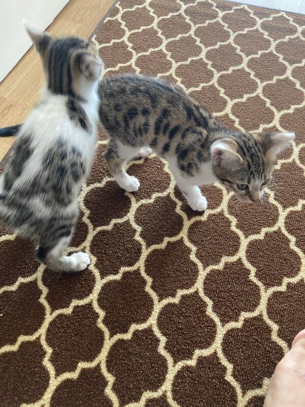 Kittens for sale in Tower Hamlets, Kent | Image 2