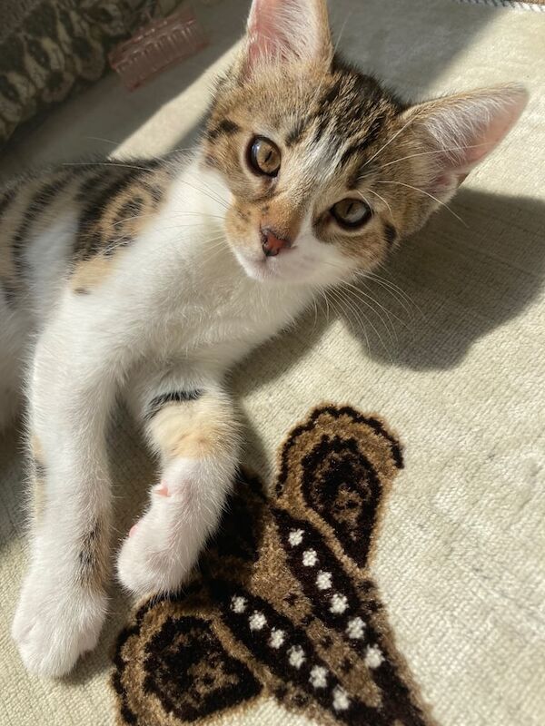 Kittens for sale in Tower Hamlets, Kent | Image 3