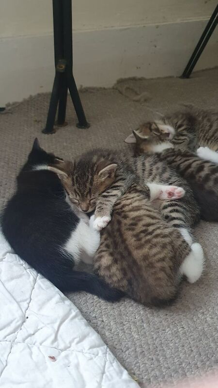 Kittens for sale in Brighton, East Sussex