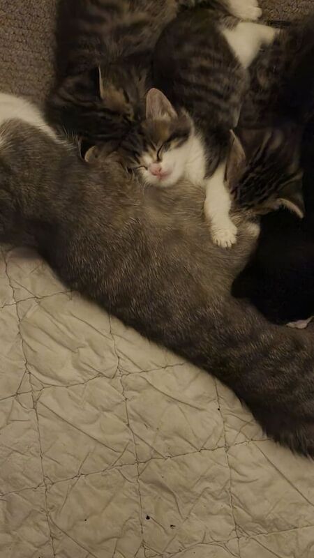 Kittens for sale in Brighton, East Sussex | Image 2