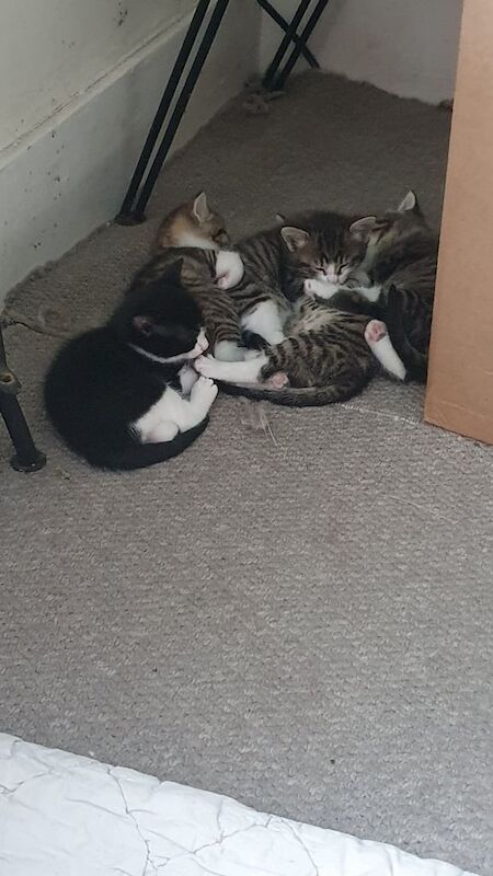 Kittens for sale in Brighton, East Sussex | Image 3