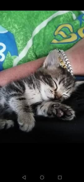 kittens for sale in Wallasey, Merseyside