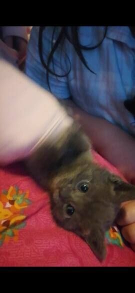 kittens for sale in Wallasey, Merseyside | Image 2