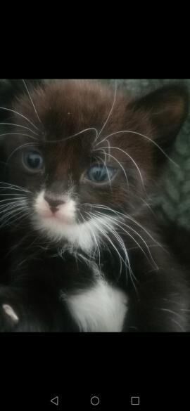 kittens for sale in Wallasey, Merseyside | Image 3