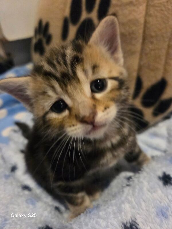 Kittens for sale in Oldham, Greater Manchester