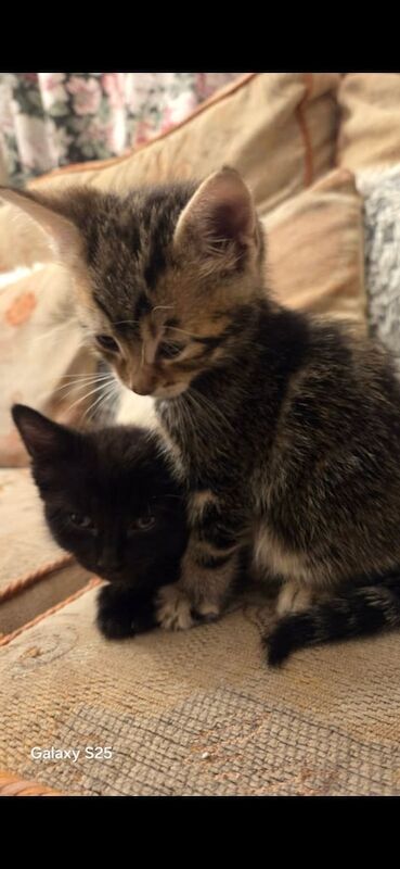 Kittens for sale in Oldham, Greater Manchester | Image 2