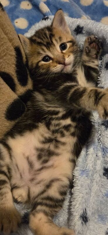 Kittens for sale in Oldham, Greater Manchester | Image 3
