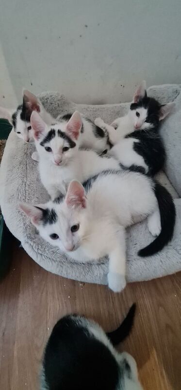 Kittens for sale in Rochester, Kent