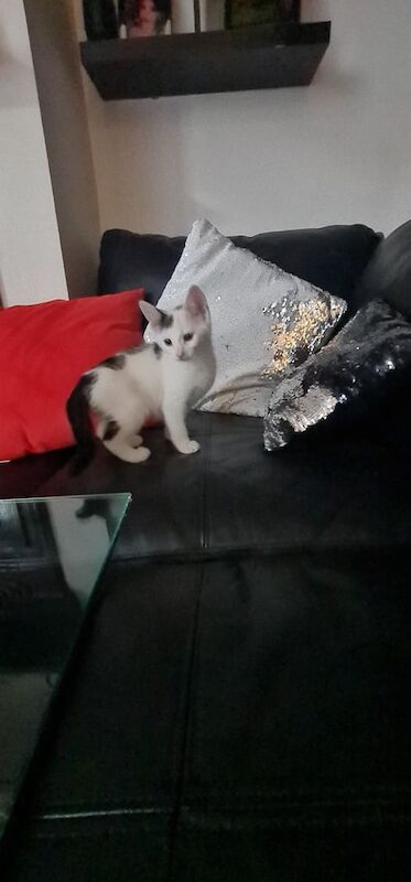 Kittens for sale in Rochester, Kent | Image 2