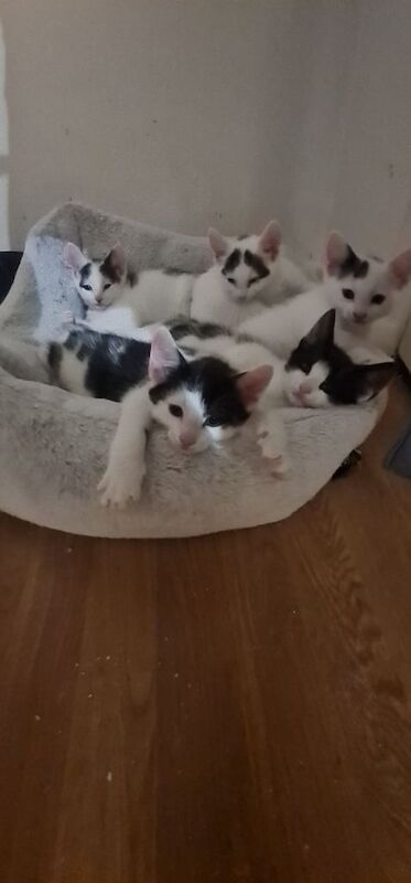 Kittens for sale in Rochester, Kent | Image 3