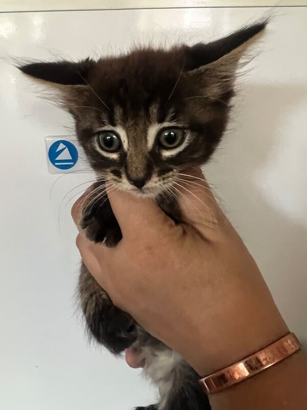 Bengal kittens for sale in Hackney, Greater London – 8 weeks old - Image 1 of 3
