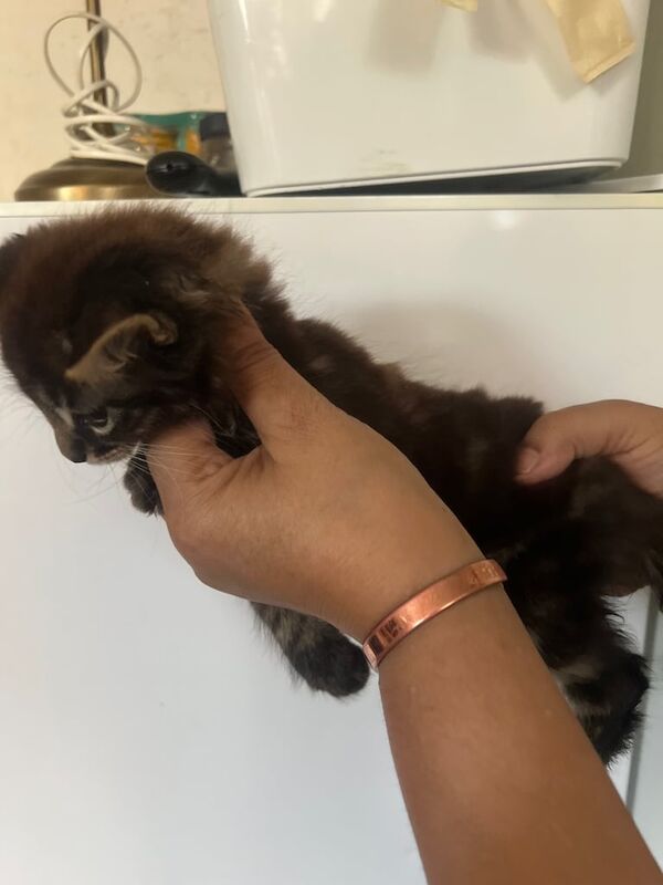 Bengal kittens for sale in Hackney, Greater London – 8 weeks old - Image 2 of 3