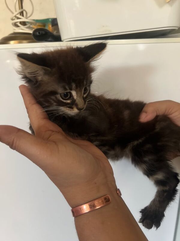 Bengal kittens for sale in Hackney, Greater London – 8 weeks old - Image 3 of 3