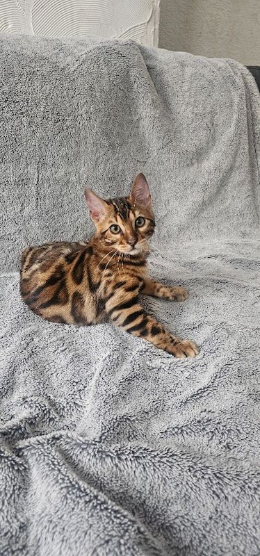 Kittens - Image 4 of 5