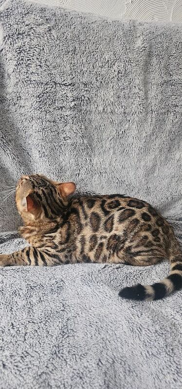 Kittens - Image 5 of 5