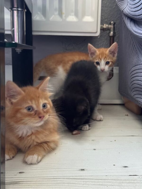 Bengal kittens for sale in Southampton, Hampshire – 9 weeks old