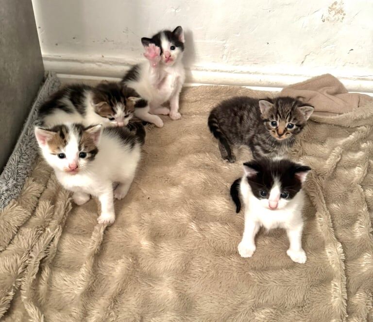 Bengal kittens for sale in Dagenham, Greater London – 8 weeks old