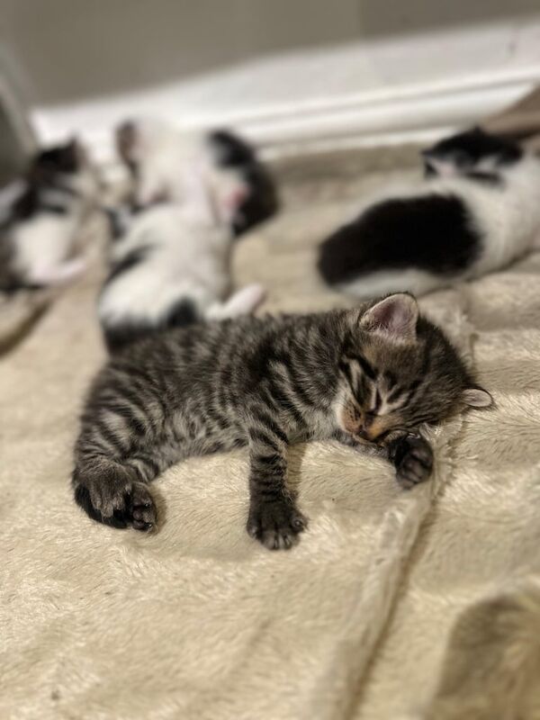 Bengal kittens for sale in Dagenham, Greater London – 8 weeks old - Image 2 of 3