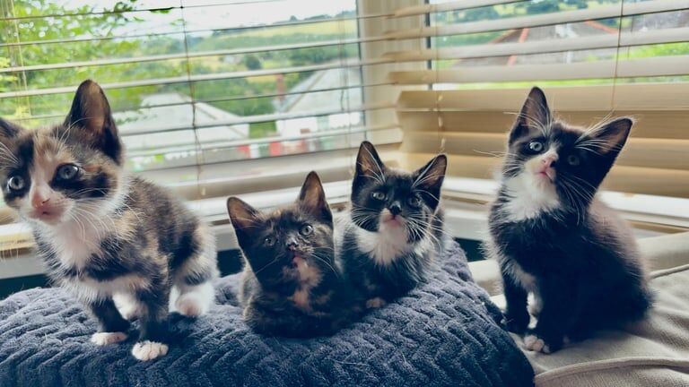 Bengal kittens for sale in Caerphilly / Caerffili, Gwent – 10 weeks old - Image 2 of 3